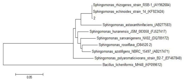 균주 2번의 phylogenetic tree(16S rRNA sequence)