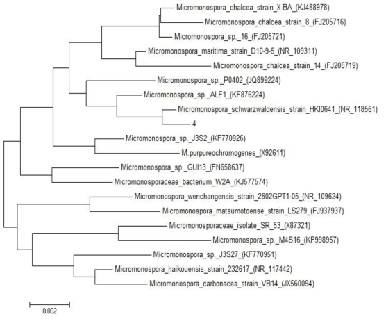 균주 4번의 phylogenetic tree(16S rRNA sequence)