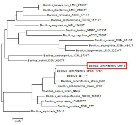 균주 7번의 phylogenetic tree(16S rRNA sequence; B. licheniformis MH48 )