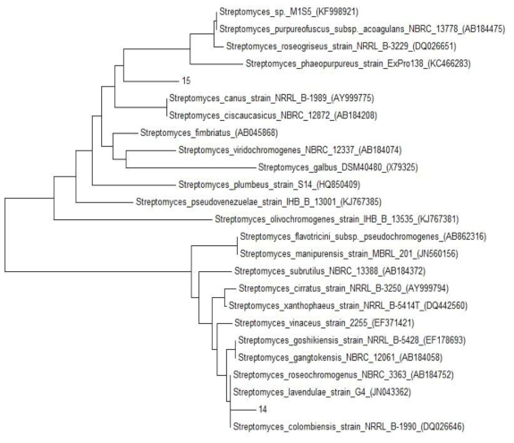 균주 14번 및 15번의 phylogenetic tree(16S rRNA sequence)