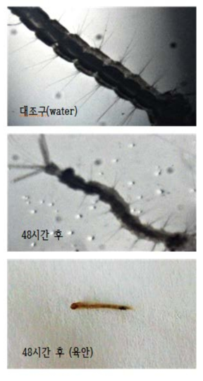 실체현미경(SZX 16, Olympus, Japan)을 통한 유충 모습