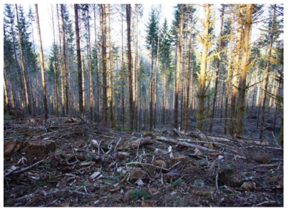산림 관리 후 임상에 남아있는 도목 및 임상잔존물