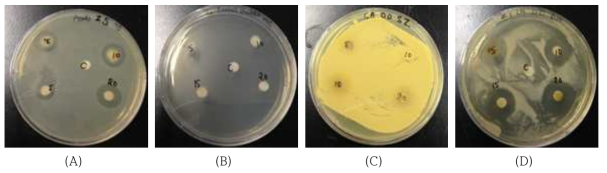 (Ag-Zeolite) Disk Diffusion images for Pseudomonas aeruginosa, Shewanella gaetbuli, Clostridium, Listeria monocytogen, (A)Shewanella gaetbuli, (B)Pseudomonas aeruginosa, (C)Clostrium, (D)Listeria monocytogenes