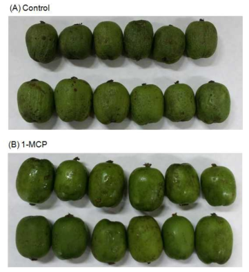 Appearances of hardy kiwifruits stored at 1±0.5˚C for five weeks. Fruits were treated with 20mL/L 1-MCP for 16 h at 10˚C and then stored.