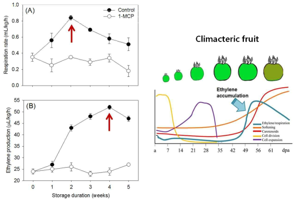 Respiration of ethylene production of hardy kiwifruits stored at 1±0.5˚C for five weeks.