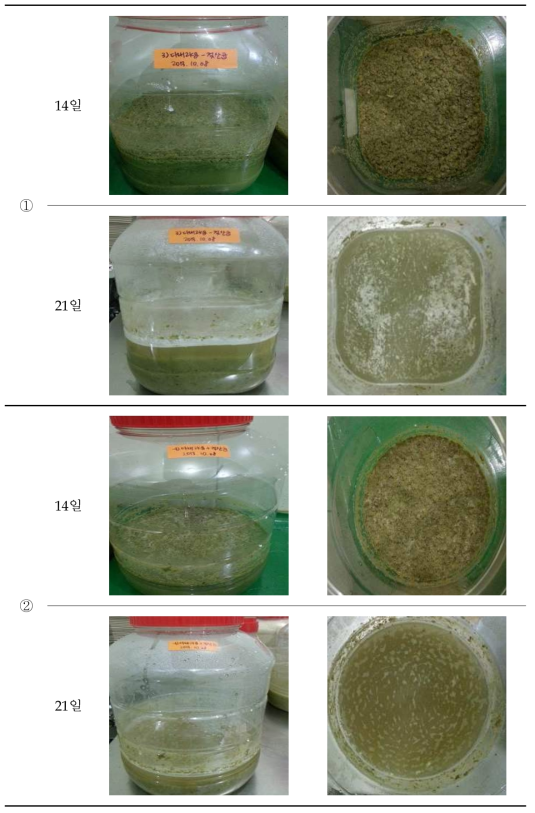 다래 젖산균 배양 실험 사진 (배양 14일, 21일)