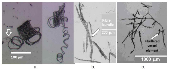 EFB APMP 펄프 섬유 중 200 mesh를 통과하고 300 mesh를 통과하지 못한 미세분의 광학현미경 이미지.