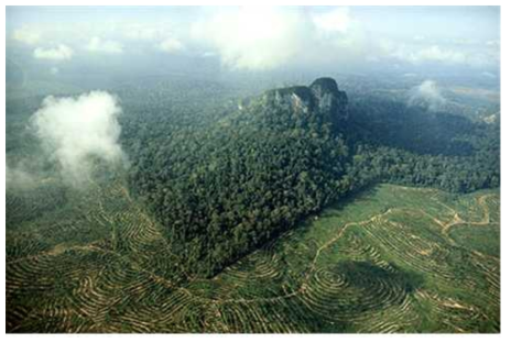 천연림에서의 오일팜 조림 개발