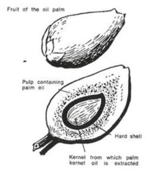 팜오일을 함유한 과육과 팜씨앗오일을 함유한 씨앗을 나타낸 내부 구조