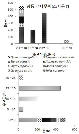 2013년 광릉 전나무림(조사구 7)의 주요 수종 흉고직경분포(위)와 수고분포(아래)