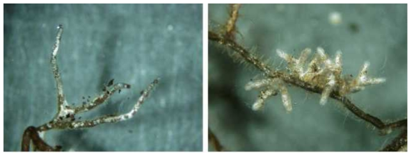Immatured ectomycorrhizae from artificial mixed soil(left) and matured ectomycorrhizae from decomposed granite soil + Forest soil(2:1)(right) of Pinus densiflora + Suillus granulatus ectomycorrhizae