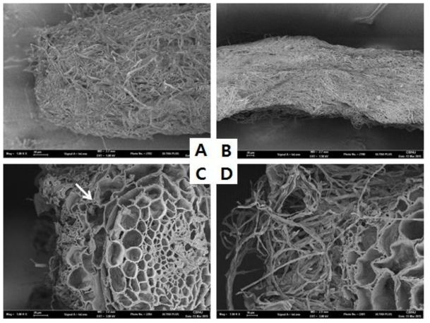 Morphological characteristics of P inus densiflora + Suillus granulatus immature ectomycorrhizas(A: ectomycorrhizas apex, B: ectomycorrhizas surface, C: hyphae in cortex cell(↘), D: External hyphae)