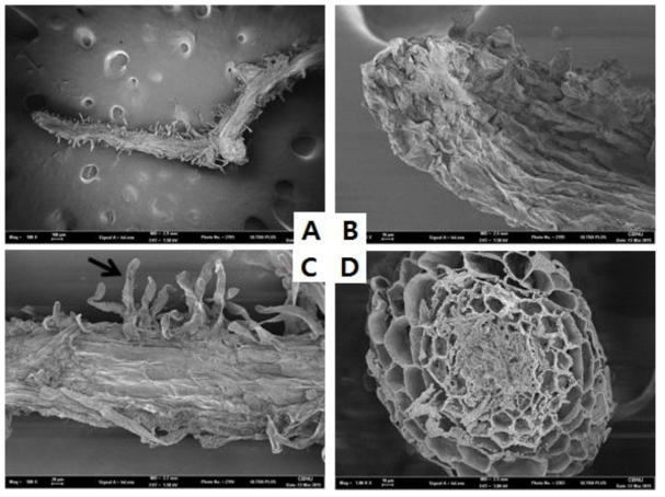 Morphological characteristics of P inus densiflora fine root(A: whole fine root, B: root apex, C: root and root hair(↘), D: fine root cross section)