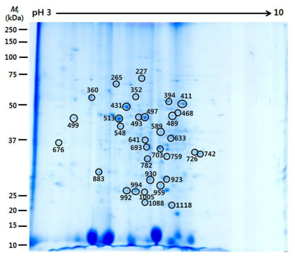 젖비단그물버섯과 소나무의 외생균근으로부터 추출한 단백질의 2-DE 패턴