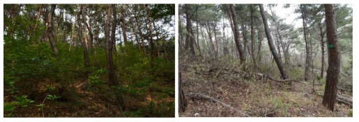 소나무 우점임분(천연림보육-왼쪽, 솎아베기-오른쪽).