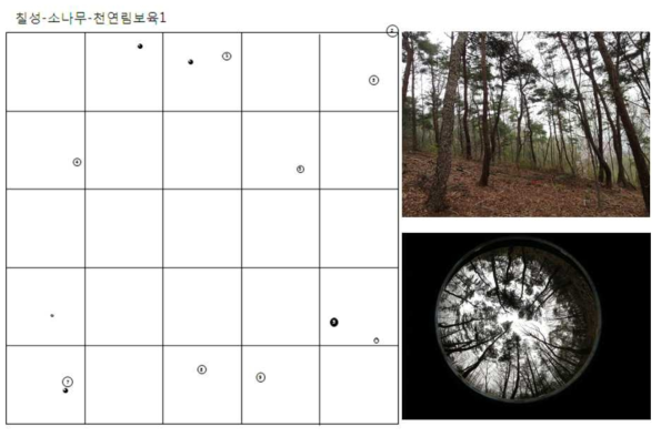 소나무 천연림 보육 시행 지역의 구조와 수관사진. ○ = 입목, ● = 그루터기