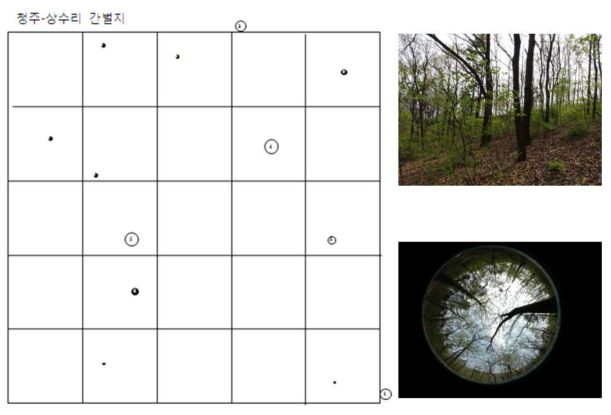 상수리나무 천연림 개량지의 구조와 수관사진. ○ = 입목, ● = 그루터기