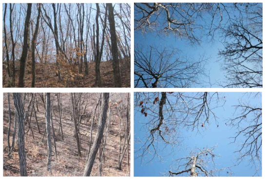 신갈나무림 숲가꾸기 비작업지역과 수관사진(위) 솎아베기 작업지역과 수관사진(아래)