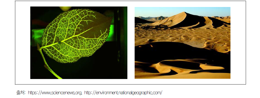 프랙탈 구조가 보이는 나뭇잎(좌)과 지형의 자기조직화 예인 사구(우)