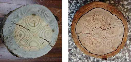 Internal cracks inside red pine specimens after drying