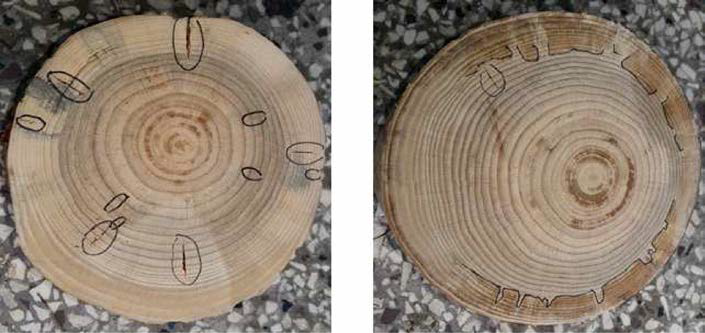 Internal cracks inside Korean pine specimens after drying