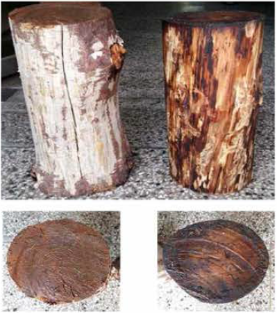 Checks on surface layer and end surface of red pine round wood after drying