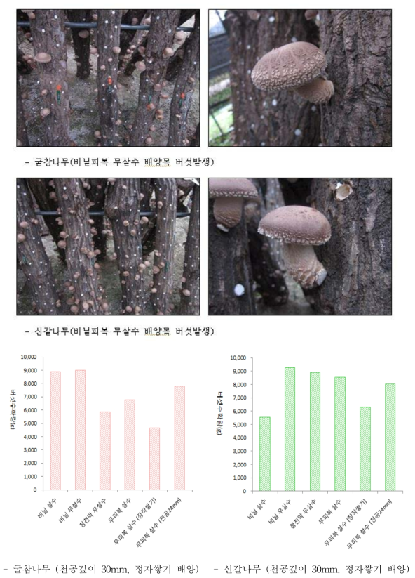 참나무 수종별 표고버섯 발생모습 및 버섯생산성 조사