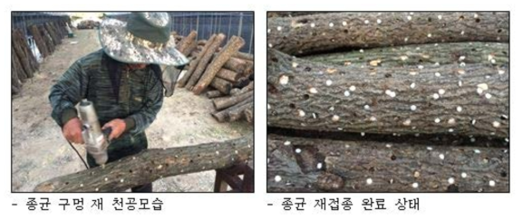 표고 발생 버섯목 표고종균 재접종