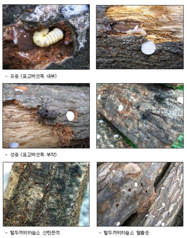 털두꺼비하늘소의 피해사례
