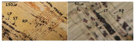 2014년 12월 상수리나무 변재에 방사유세포와 축방향유세포에서 관찰된 전분(ST).