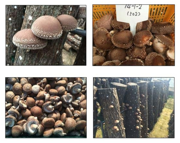 시험목 표고버섯 발생 및 수확