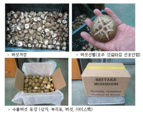 수출용 표고버섯 선별 및 포장