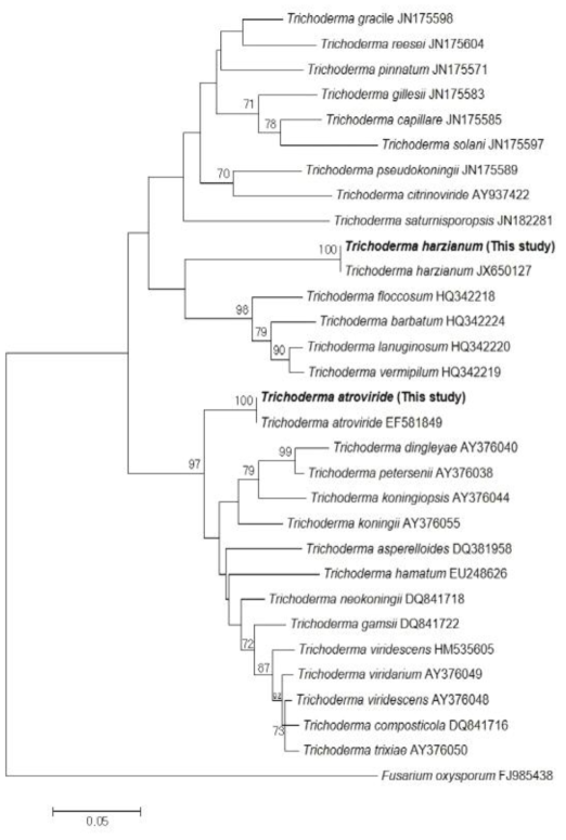 Translation elongation factor 1α sequence를 이용한 청양과 장흥에 소재한 재배사내 공기 중에 존재하는 Trichoderma 속의 phylogenetic analysis