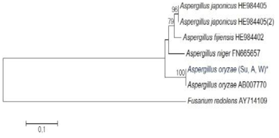 Translation elongation factor 1α sequence를 이용한 청양에 소재한 재배사내 공기중에 존재하는 Aspergillus niger의 phylogenetic analysis