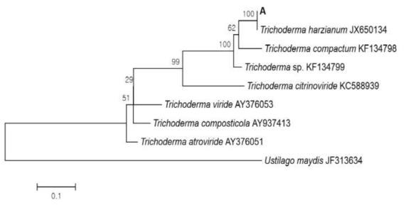 시험재배사 실내공기에서 분리된 Trichoderma harzianum의 TEF (Translation elongation factor) 1 alpha sequence를 이용한 phylogenetic tree
