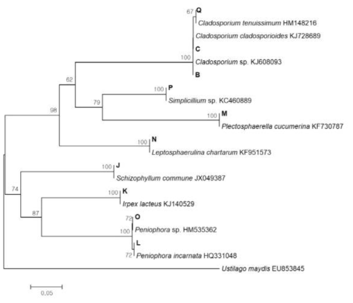 시험재배사 실내공기에서 분리된 진균의 ITS(Internal transcribed spacer) region sequence를 이용한 phylogenetic tree