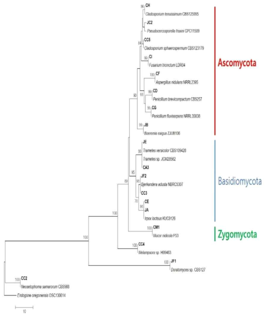 시험재배사 실내공기에서 분리된 진균의 ITS (Internal transcribed spacer) region sequence를 이용한 phylogenetic tree