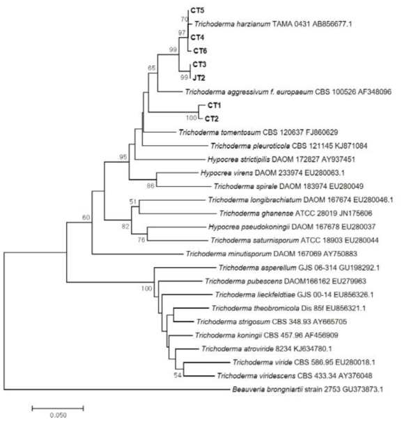 시험재배사 실내공기에서 분리된 Trichoderma spp.의 TEF (Translation elongation factor) 1 alpha sequence를 이용한 phylogenetic tree