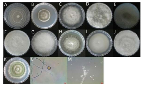시험 재배사내 파리에 존재하는 진균의 콜로니 모습 (A-K) 및 대표균주의 미세구조 (L, M).