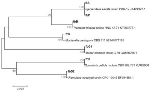 시험재배사 파리에서 분리된 진균의 ITS (Internal transcribed spacer) region sequence를 이용한 phylogenetic tree