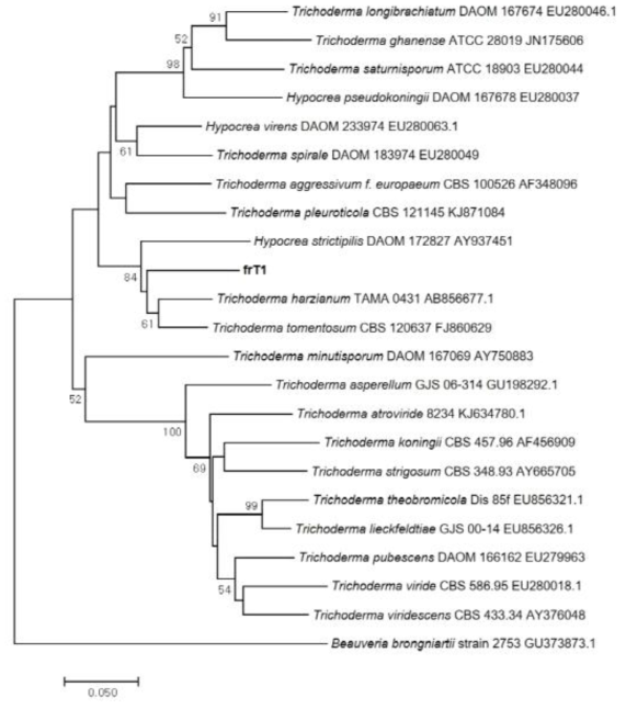 시험재배사 실내공기에서 분리된 Trichoderma spp.의 TEF (Translation elongation factor) 1 alpha sequence를 이용한 phylogenetic tree