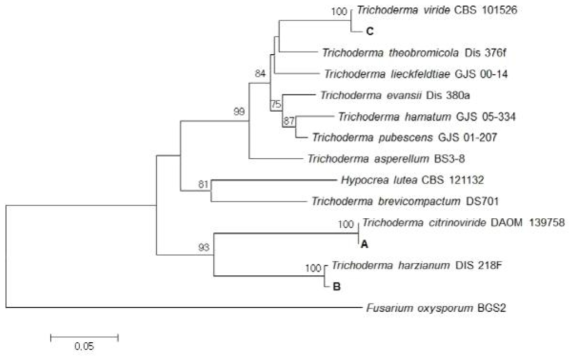 Translation elongation factor 1α sequence를 이용한 수입배지에 존재하는 Trichoderma 속의 phylogenetic analysis