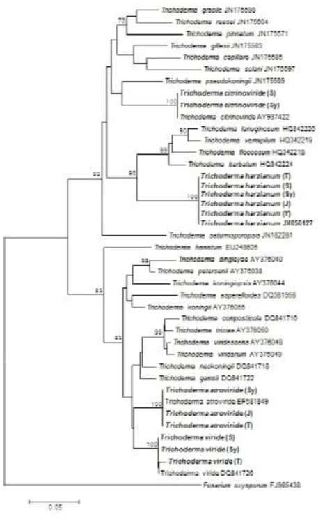 Translation elongation factor 1α sequence를 이용한 수입배지에 존재하는 Trichoderma 속의 phylogenetic analysis