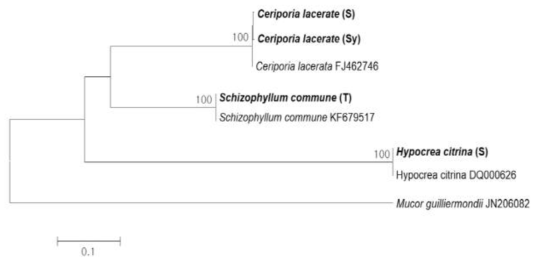 Internal transcribed spacer sequence를 이용한 수입배지에 존재하는 진균의 phylogenetic analysis