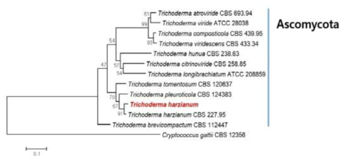 Translation elongation factor 1α sequence를 이용한 수입배지 (중국 절강성)에서 분리한 Trichoderma 속 균의 phylogenetic analysis.