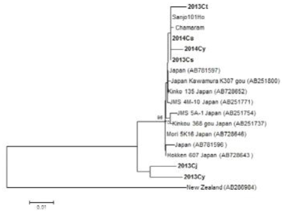 일본품종, 국내품종 그리고 중국수입배지에서 분리된 균주간의 IGS (Intergenic spacer) 1 region sequence를 이용한 phylogenetic tree