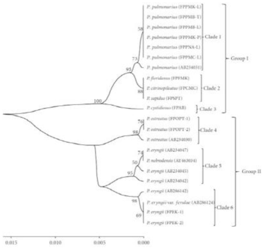 재배중인 느타리 품종의 IGS region sequence를 이용한 phylogenetic tree.