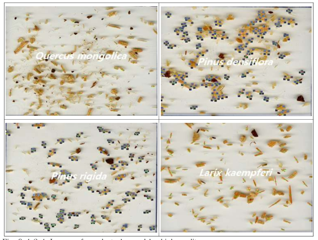 Images of sawdust observed by high-quality camera.