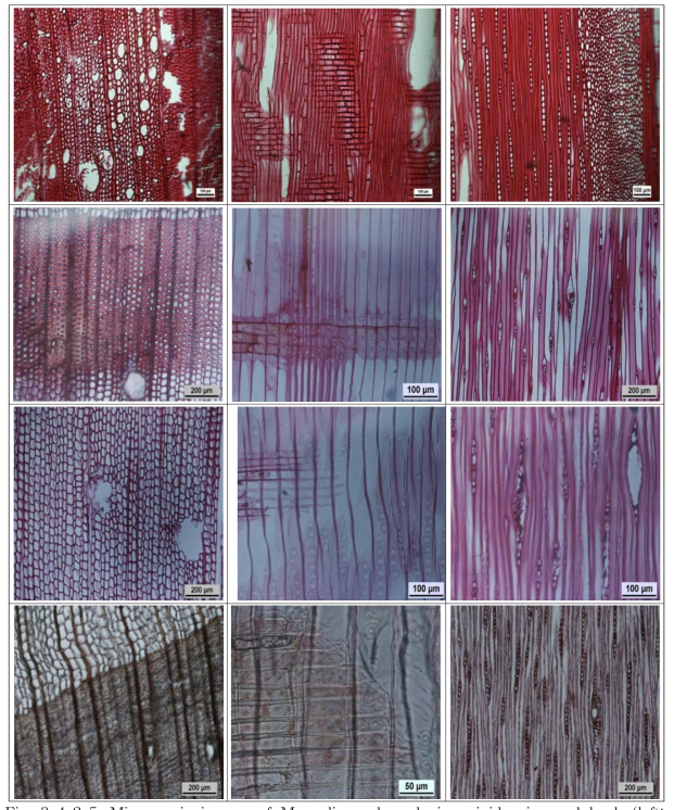 Microscopic images of Mongolian oak, red pine, rigida pine and larch (left: transverse section, middle: tangential section, right: radial section).