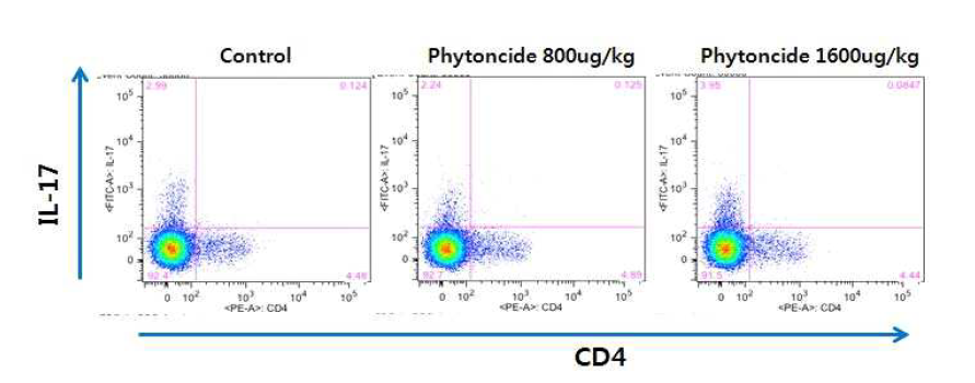 콜라겐유도 관절염 마우스 비장세포를 PMA와 Ionomycin으로 자극한 후에 CD4+IL-17+ Th17 세포 수 비교